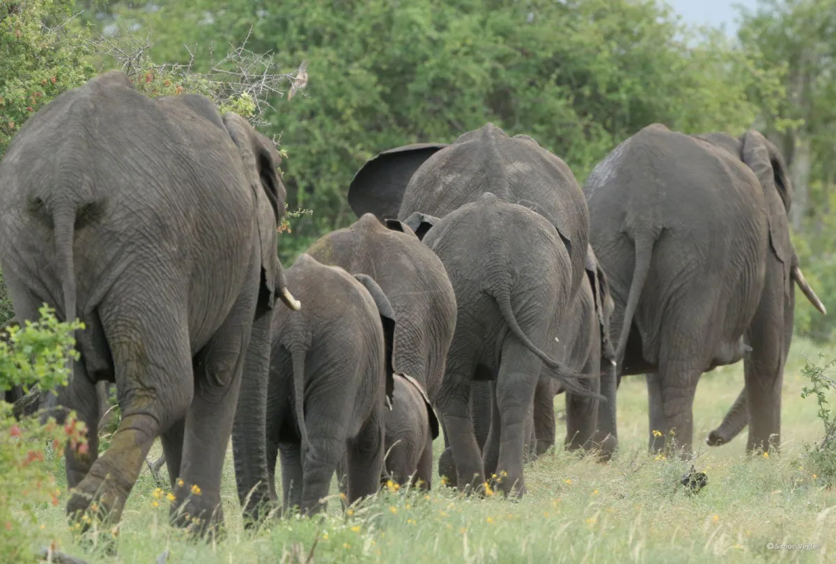 Herd-of-elephants-in-Kruger-walking-away-in-single-file_91508d0e452f05634aef4171322ac593