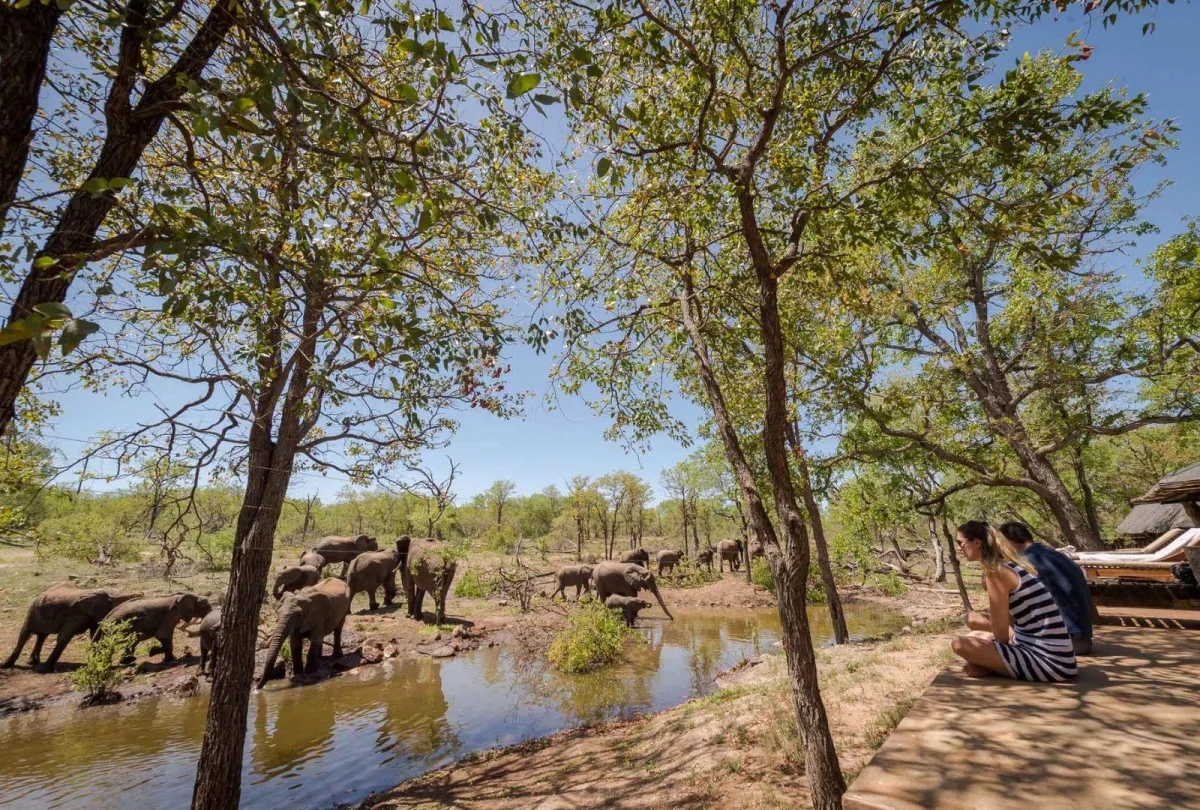 Guests-watching-elephants-from-the-viewing-deck-at-Chacma-Bush-Camp_7377d849afdaaf98a9d8db3bf5dd57e9