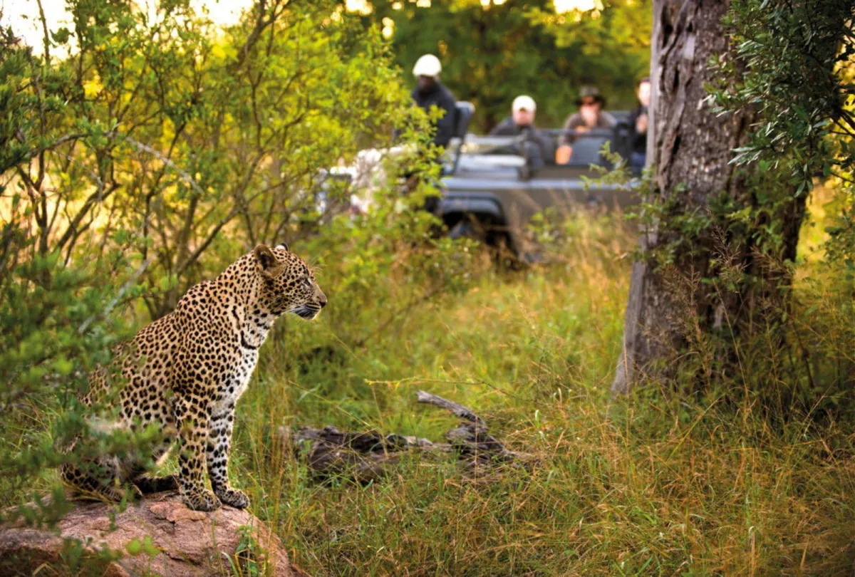 Leopard-sighting-at-Sabi-Sand_7377d849afdaaf98a9d8db3bf5dd57e9