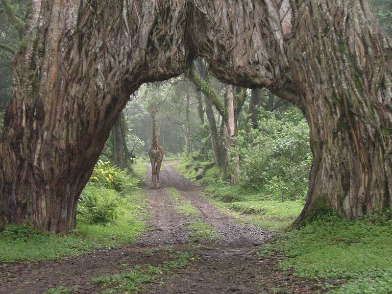阿鲁沙国家公园一日游 - Image 2