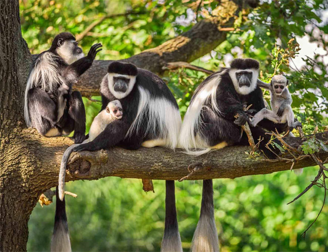 阿鲁沙国家公园一日游 - Image 4