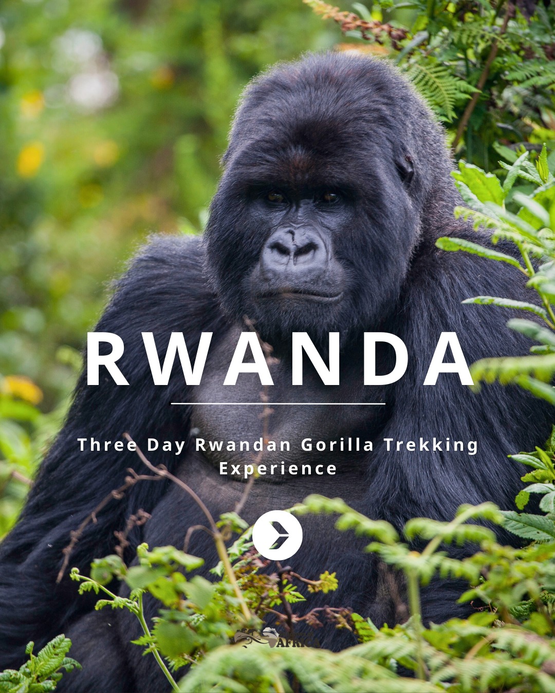 和一只山地大猩猩对视 - Image 1