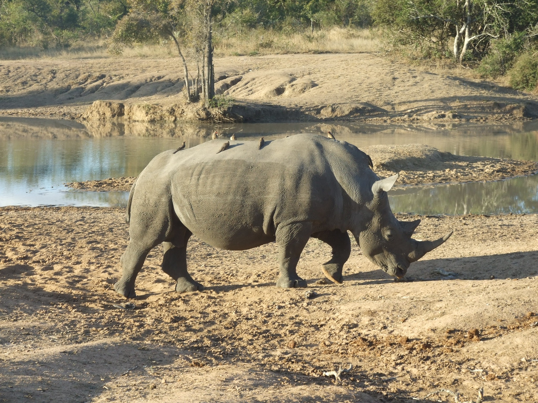 克鲁格公园Safari和全景5日游  - Image 1