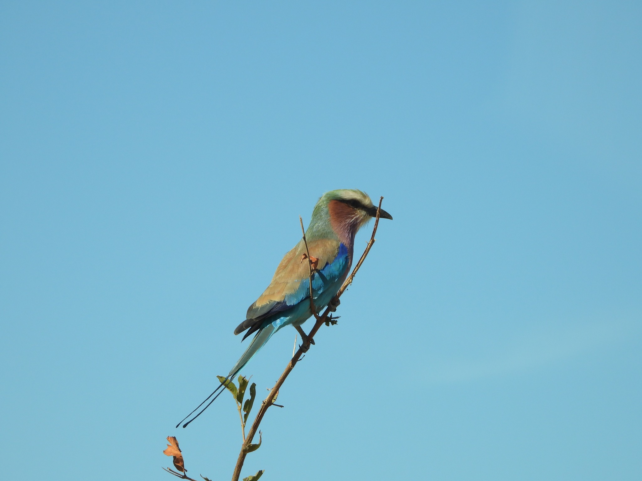 克鲁格公园Safari和全景5日游  - Image 4