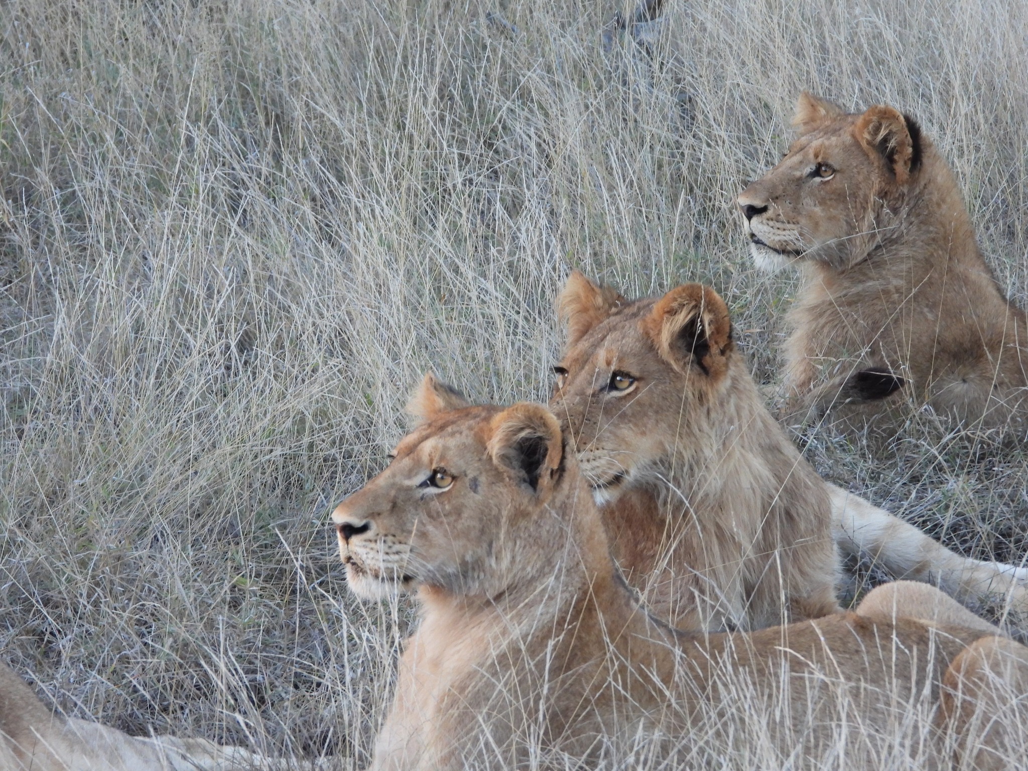 克鲁格公园Safari和全景5日游  - Image 2