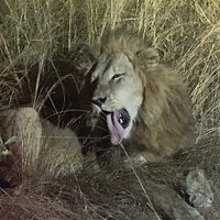 与红非洲野生动物园的一生之旅 - Image 2