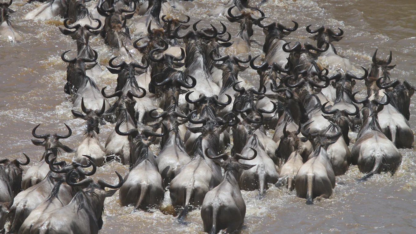 豪华塞伦盖蒂平原移民狩猎套餐2026 - Image 1