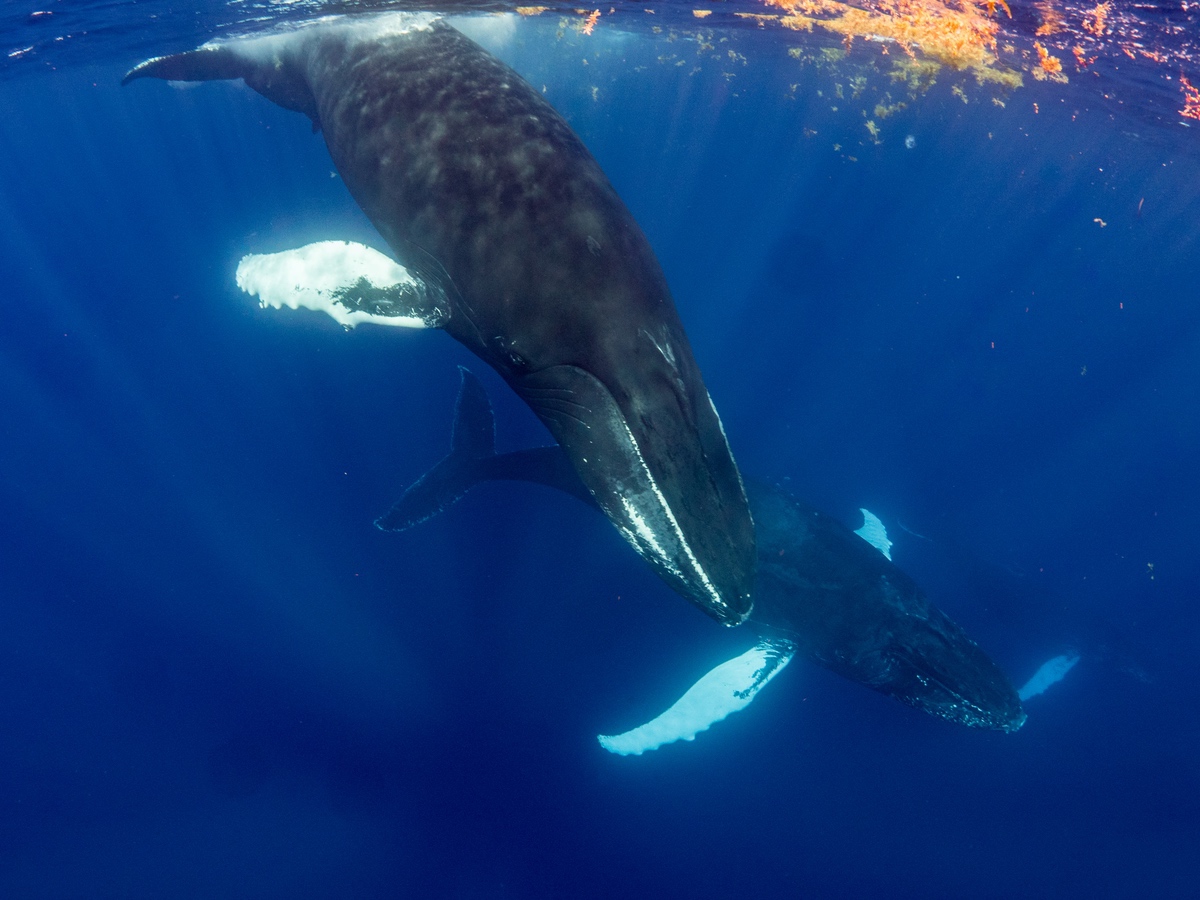 歌剧演员、杂技演员和海洋中温柔的炫耀者 - Image 1