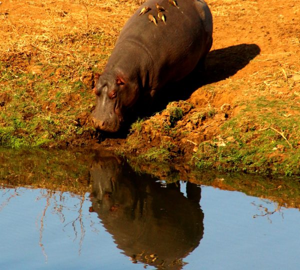 3日游克鲁格国家公园Safari - 1