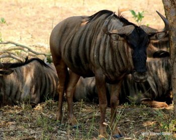 5天终极克鲁格全景Safari - 2