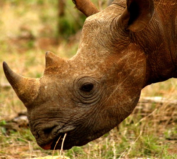 3日游克鲁格国家公园Safari - 2