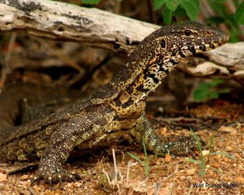 5天终极克鲁格全景Safari - 1