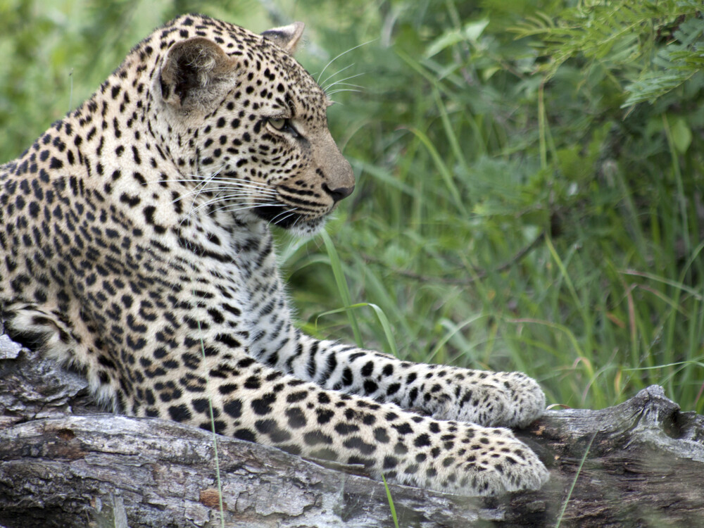 5天Sabi Sands Nkorho LodgeSafari（开普敦出发） - 3