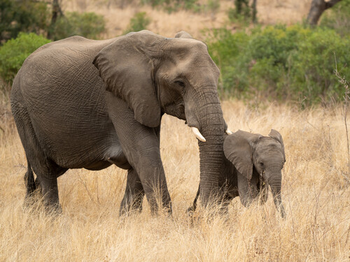 3天树屋旅馆Safari - 3