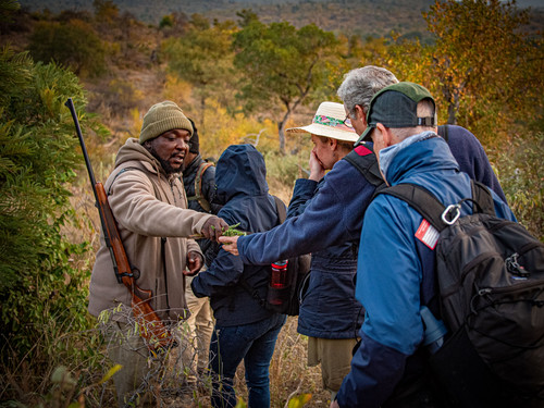 3天树屋旅馆Safari - 1