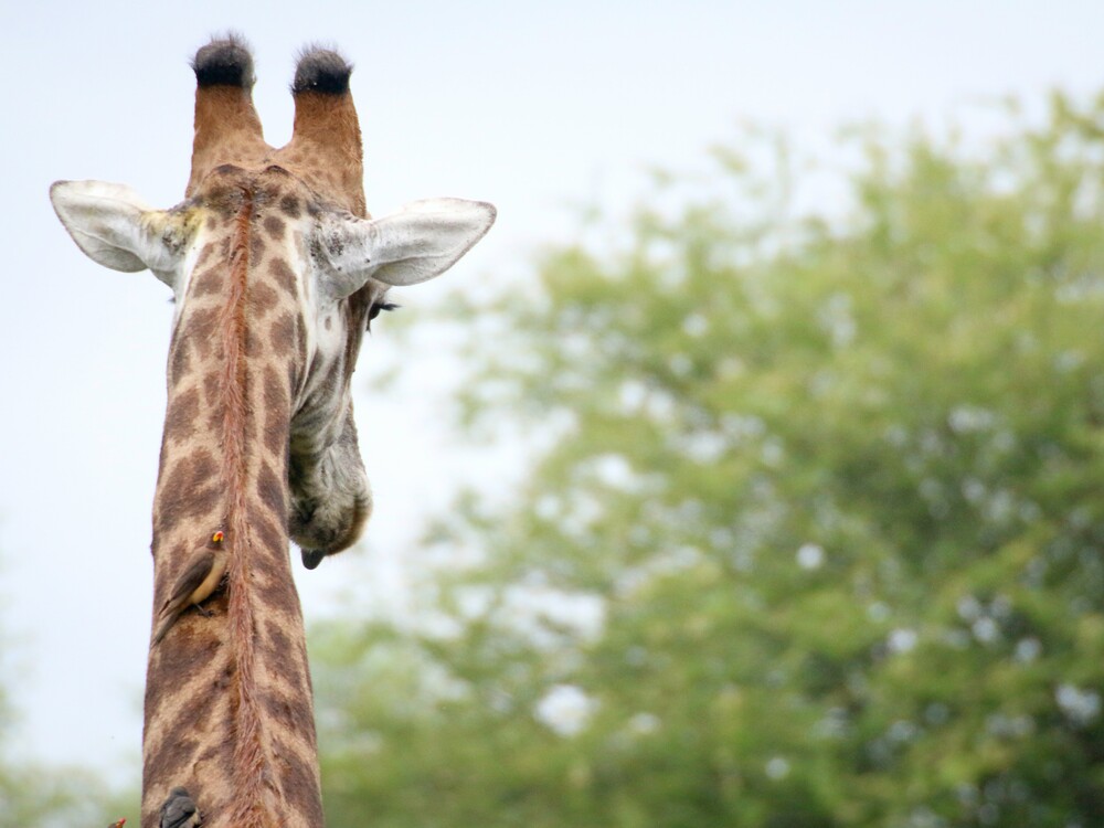 5天Sabi Sands Nkorho LodgeSafari（开普敦出发） - 2