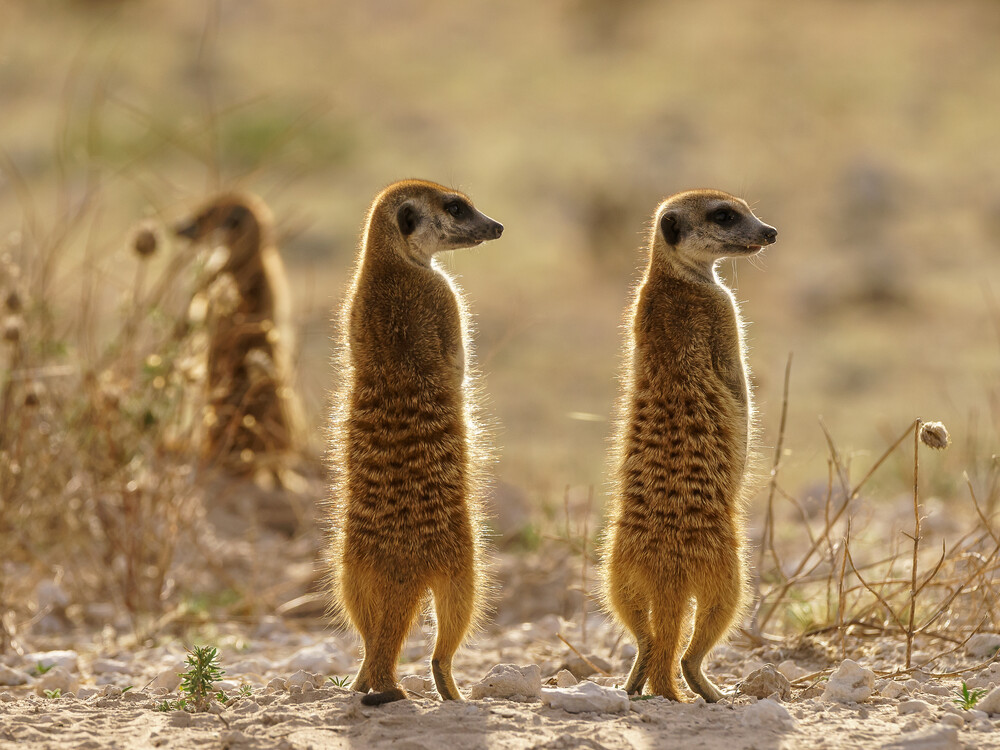 5天Sabi Sands Nkorho LodgeSafari（开普敦出发） - 1