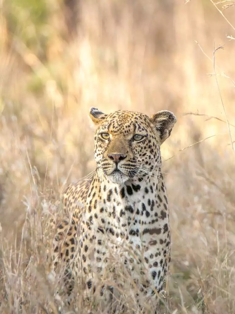 9天南非Safari - 1