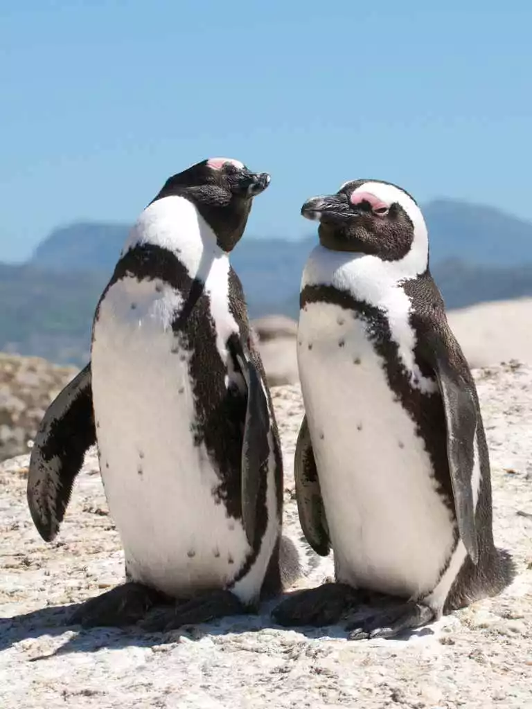 5天开普敦探险之旅 - 1