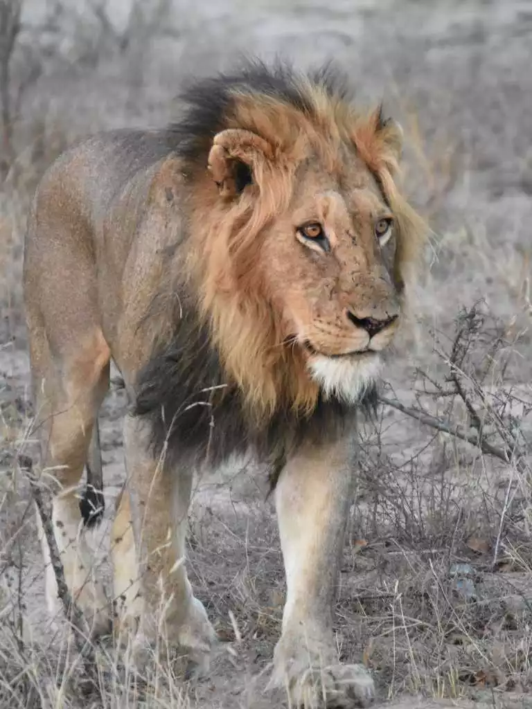 9天南非Safari - 2