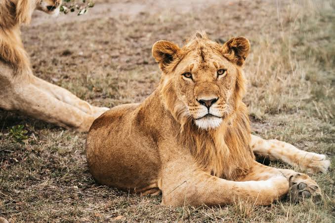 10-East Africa Great National Parks - 1