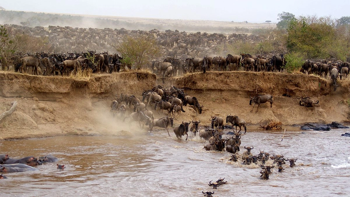 10-Day Signature Family Wildlife Safari – Ultimate African Adventure. - 1