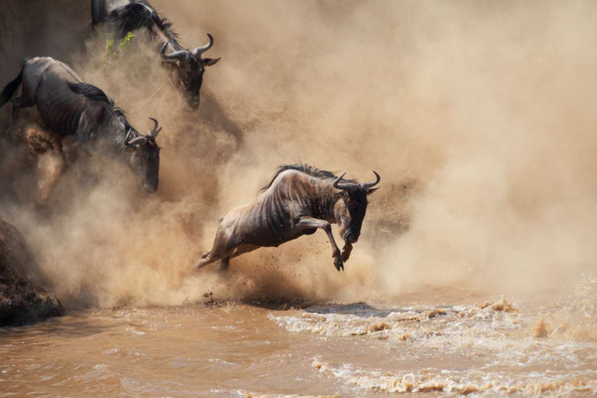 4-Day Serengeti Luxury Migration Safari (June - Nov)
