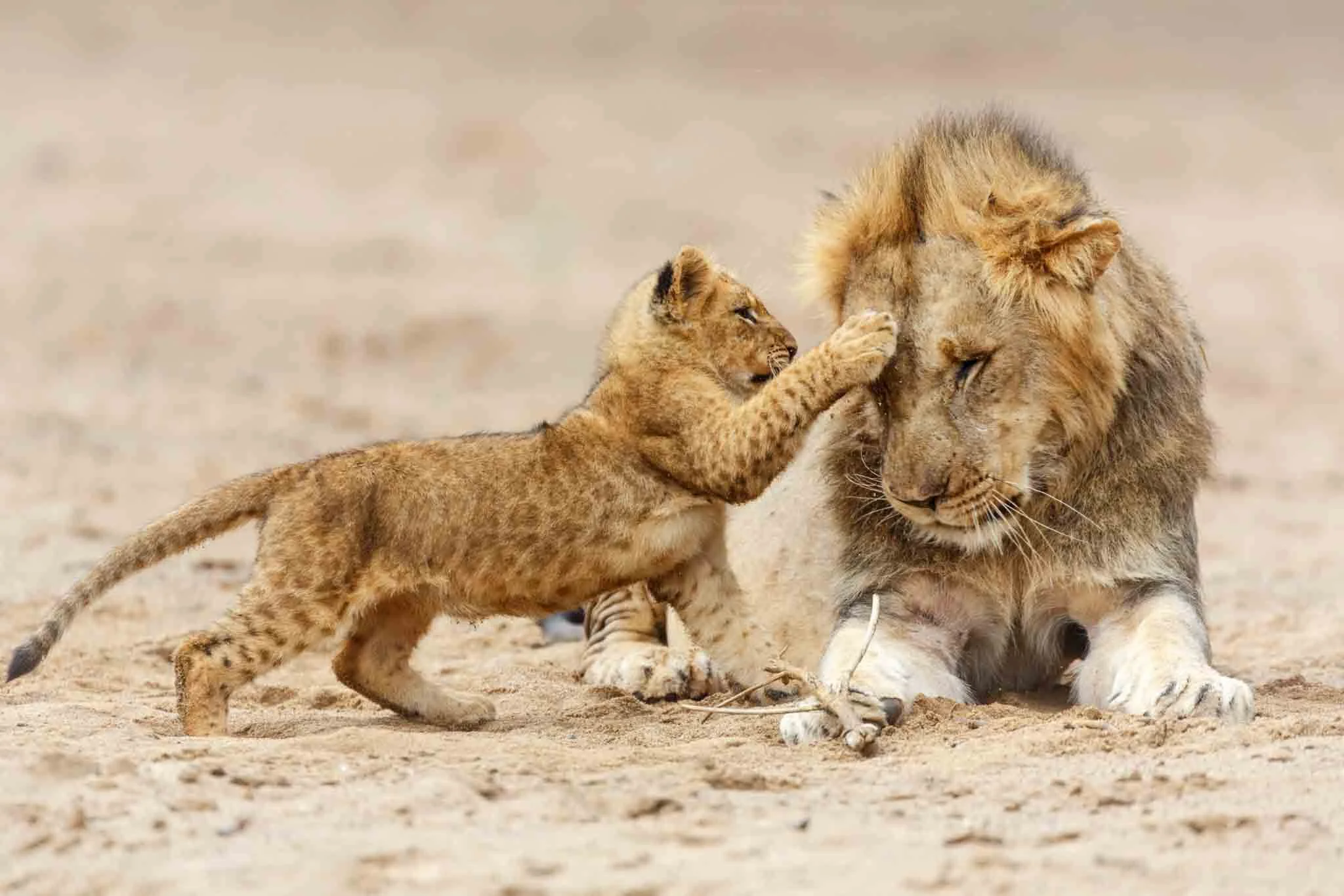 7-Day Responsible Wildlife Safari in Tanzania | Serengeti, Ngorongoro & Tarangire - 2