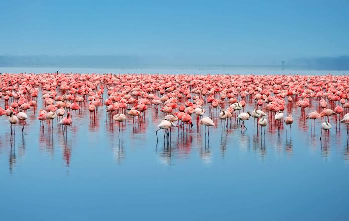 9-Day Calving Season Safari in Tanzania & Authentic Cultural Experience - 1