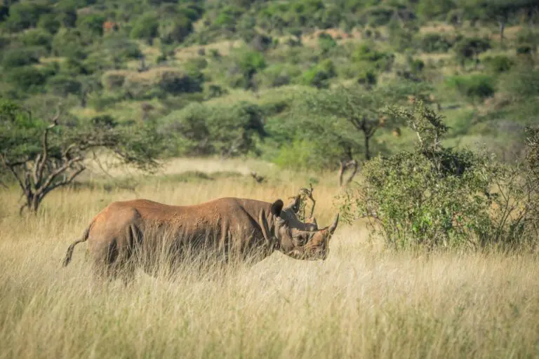 10-East Africa Great National Parks - 2