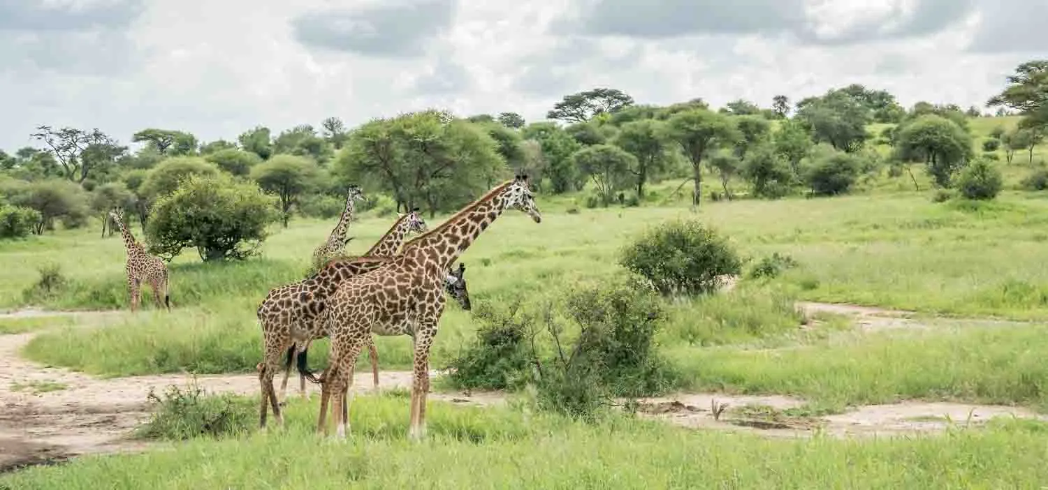 6-Day Ultimate Tanzania Safari Experience. - 1