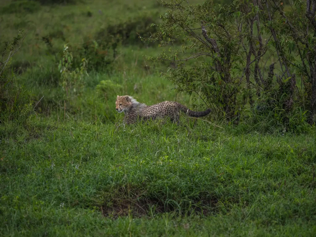11-Day Luxury Signature Safari – The Great Migration & Big Five - 2