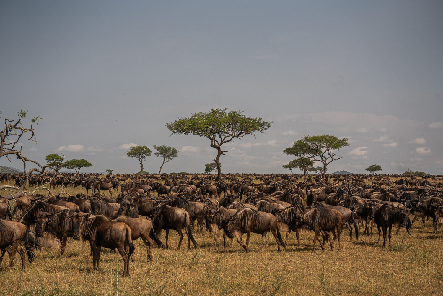 9-Day Great Migration Safari – Calving Season (December to March) - 1