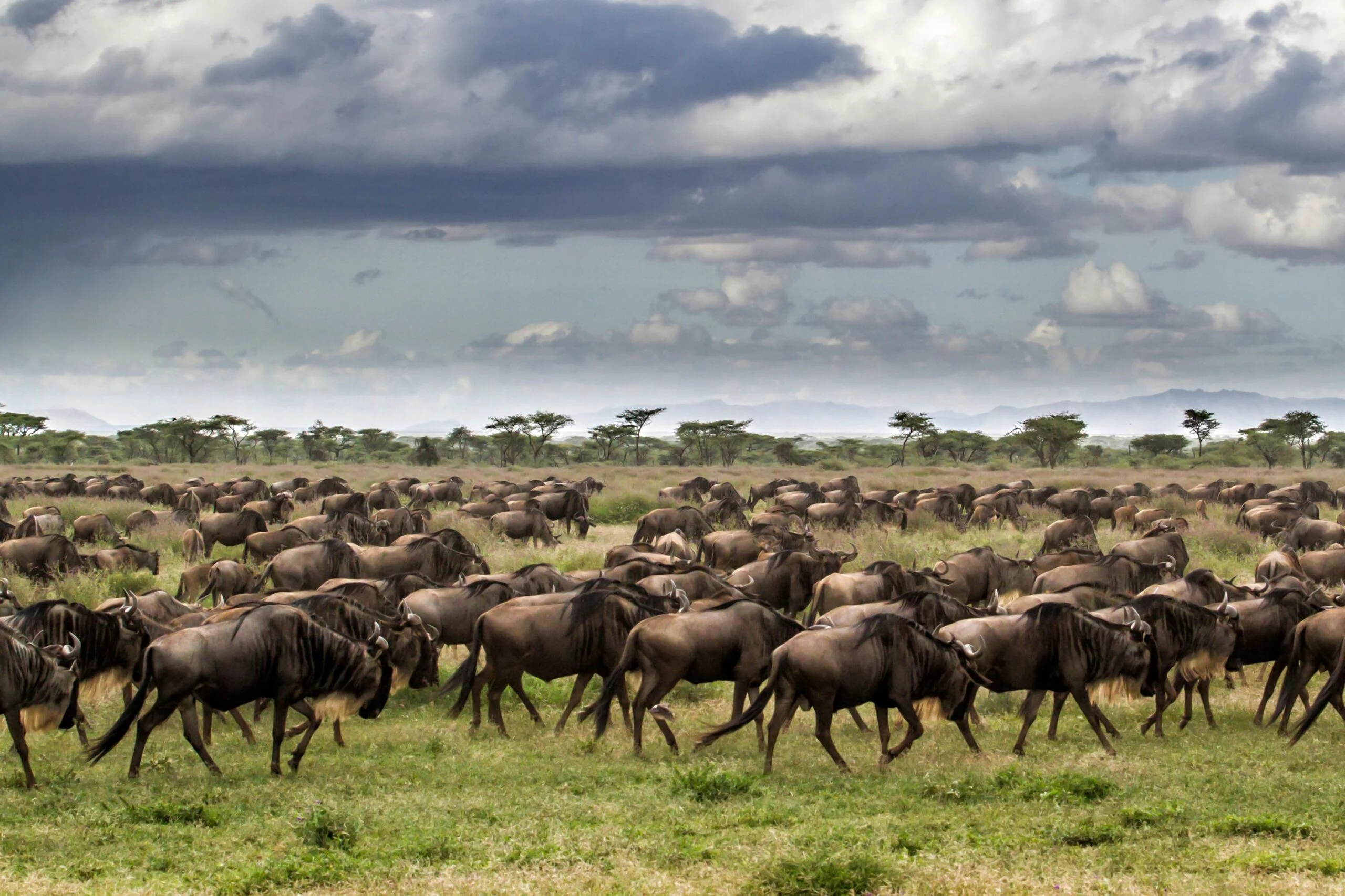 4-Day Serengeti Luxury Migration Safari (June - Nov) - 1