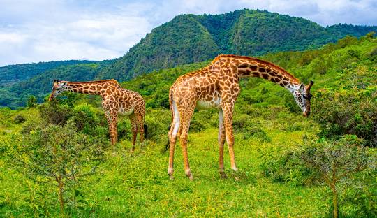 6-Day Tanzania Fly in Migration Tour - 1