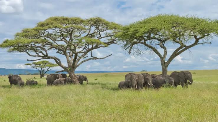 11-Day Luxury Signature Safari – The Great Migration & Big Five