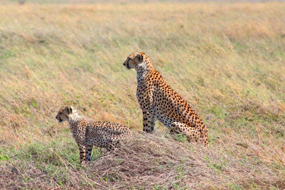 6-Day Explore The Northern Circuit (Luxury Safari) - 3