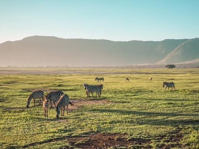 9-Day Calving Season Safari in Tanzania & Authentic Cultural Experience - 2