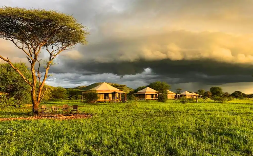 Serengeti Serena Safari Lodge or Nyota Luxury Camp