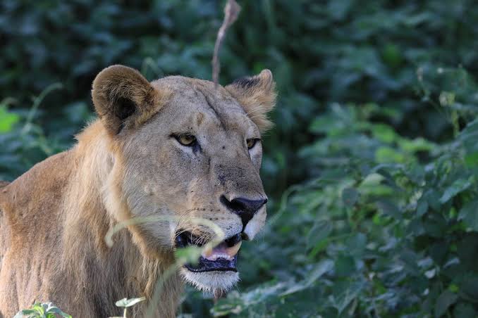 6-Day Extremely Impressive Tanzania Safari - 2