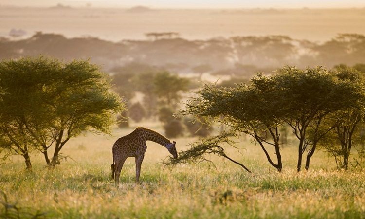 5-Day Luxury Safari Manyara, Serengeti And Ngorongoro Crater