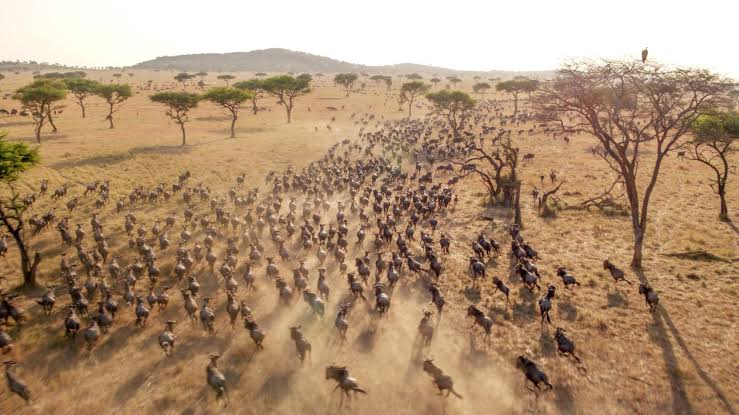 7-Day Masai Mara and Serengeti Combo