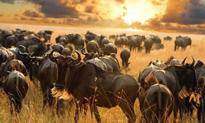 6-Day Ultimate Tanzania Safari Experience. - 1