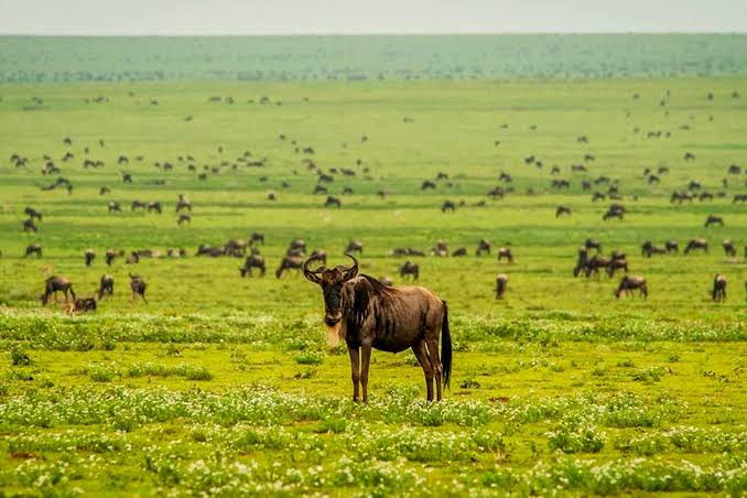 7-Day Green Season Migration Safari