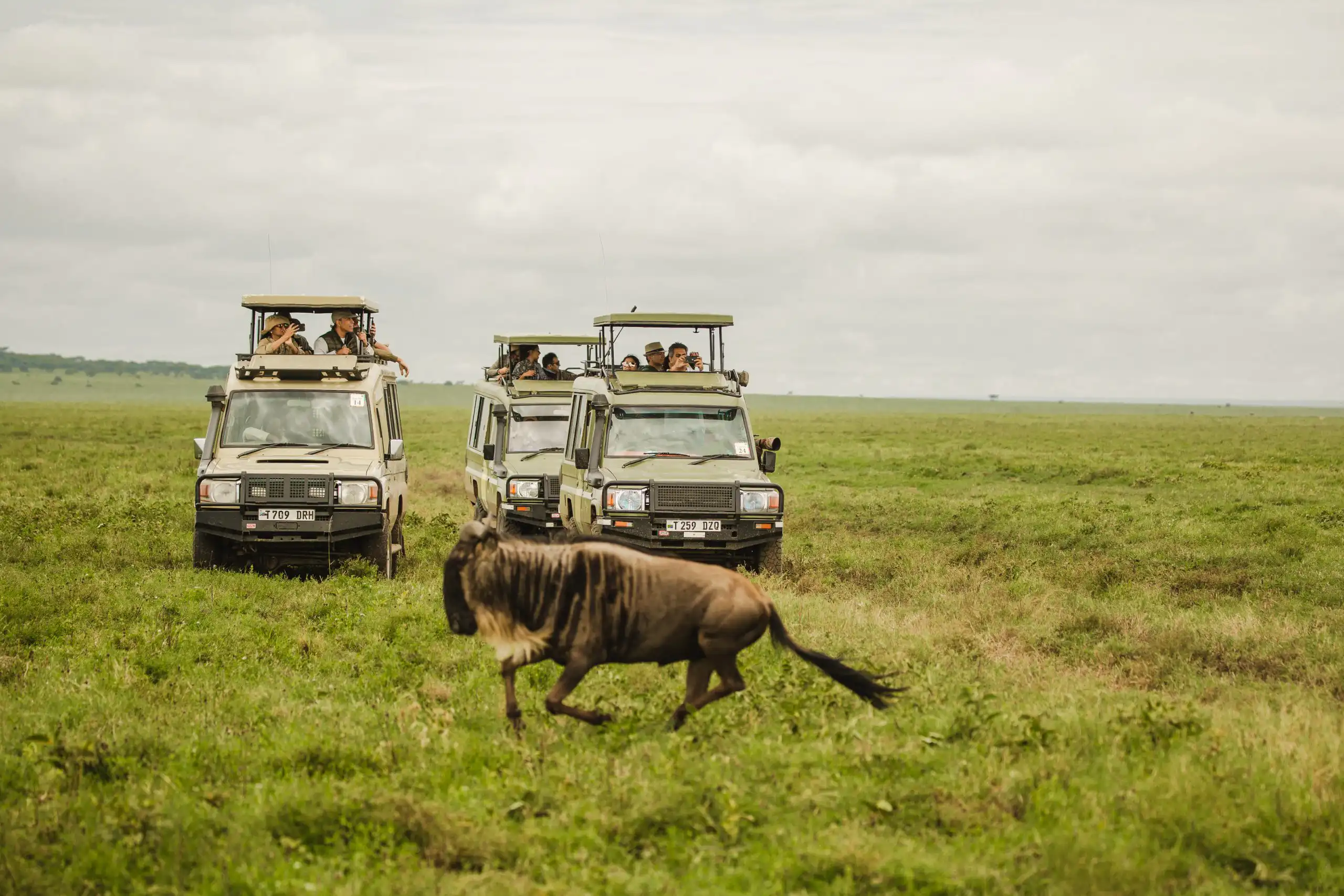 10-Day Premium Luxury Northern Tanzania Safari. - 2