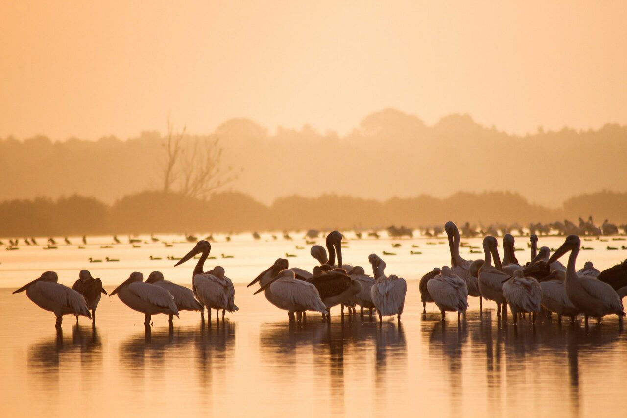9-Day Calving Season Safari in Tanzania & Authentic Cultural Experience