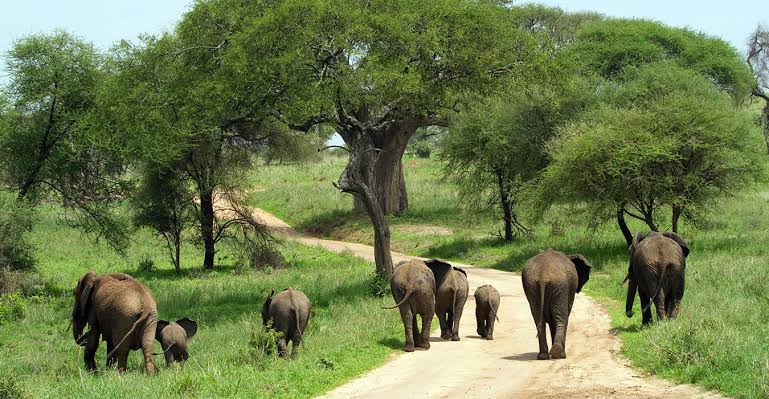 4-Day Explore The Northern Circuit Safari (Mid-Range) - 1