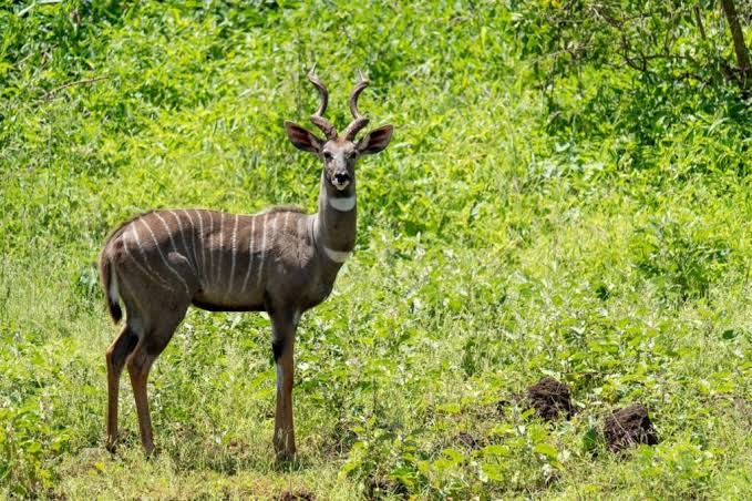 10-East Africa Great National Parks