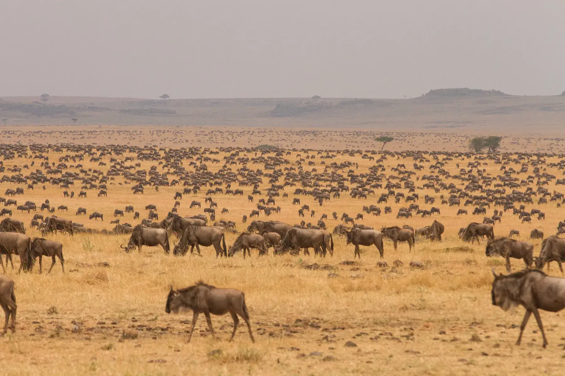 6-Day Tanzania Fly in Migration Tour - 2