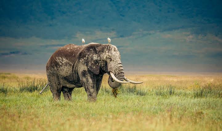 6-Day Extremely Impressive Tanzania Safari